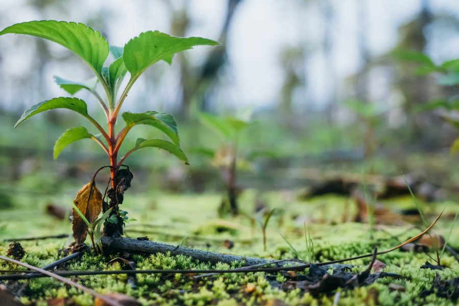 Plant Sapling | Bathurst Community Climate Action Network (BCCAN)